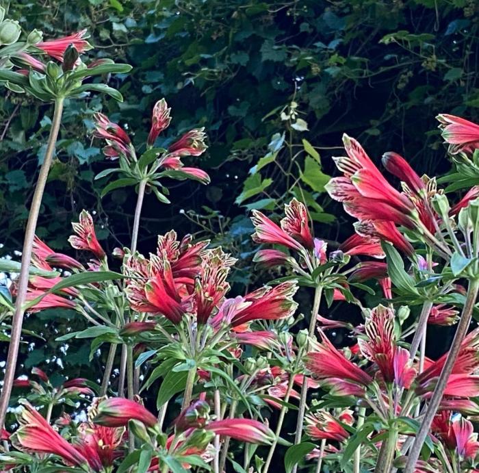 Plant photo of: Alstroemeria psittacina