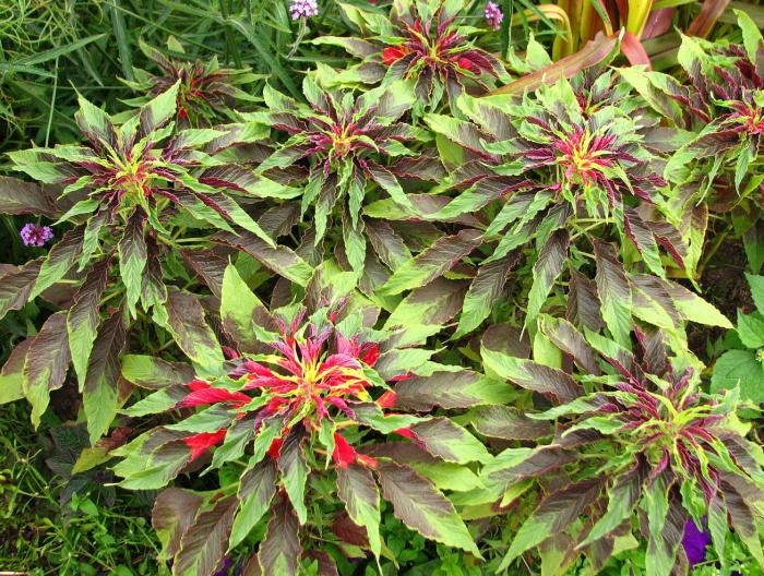 Amaranthus tricolor