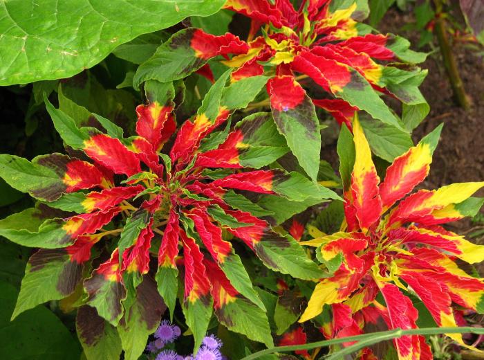 Plant photo of: Amaranthus tricolor