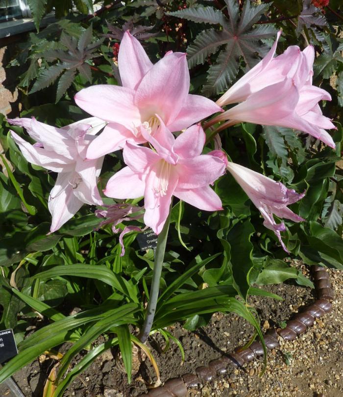 Plant photo of: Amarcrinum memoria-corsii