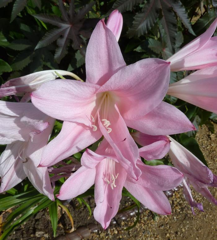 Plant photo of: Amarcrinum memoria-corsii