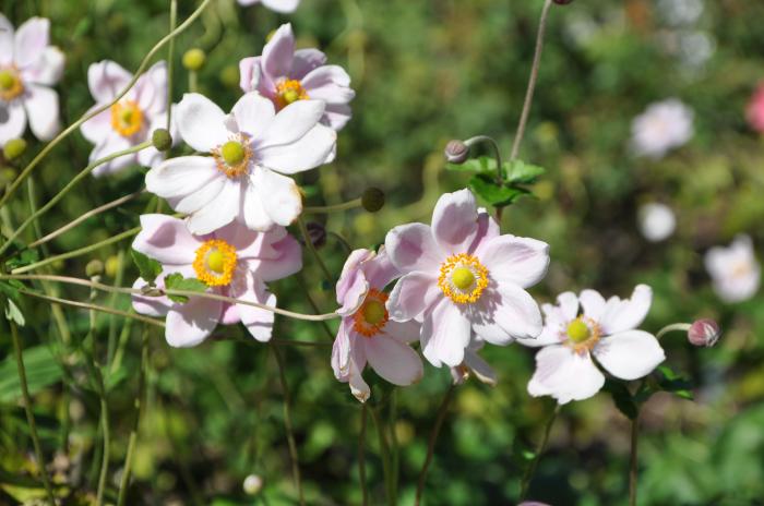 Plant photo of: Anemone X hybrida