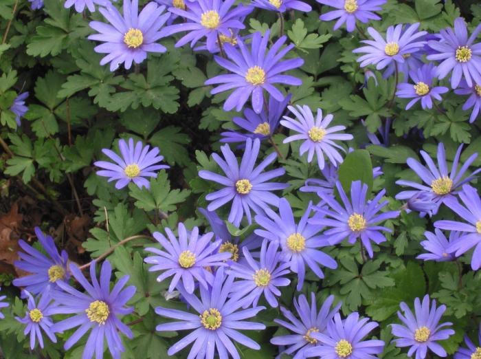 Plant photo of: Anemone blanda