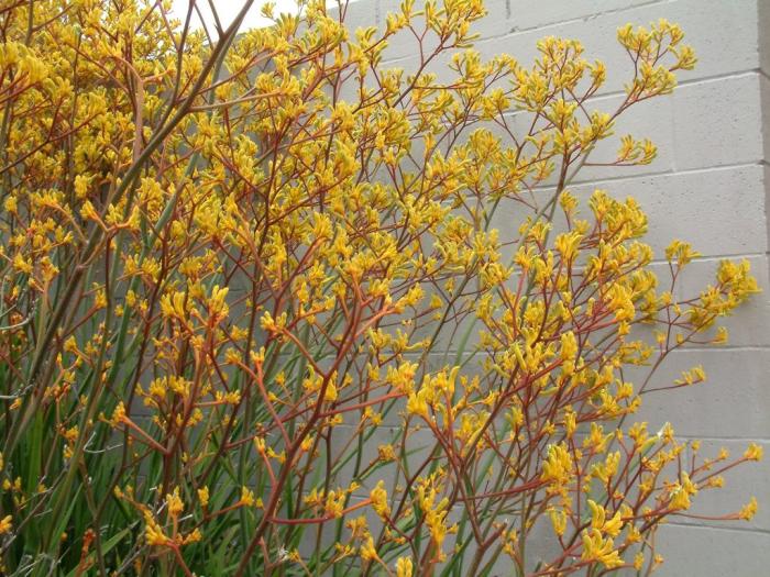 Anigozanthos 'Yellow'