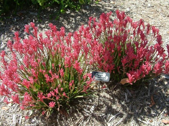 Plant photo of: Anigozanthos flavidus 'Bush Pearl'