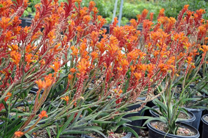 Plant photo of: Anigozanthos flavidus 'Bush Tango'