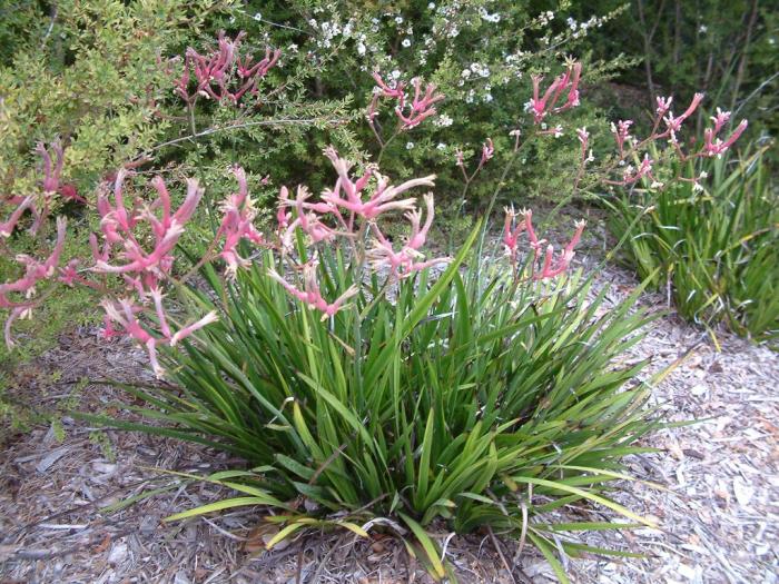 Anigozanthos flavidus 'Coral Pink'