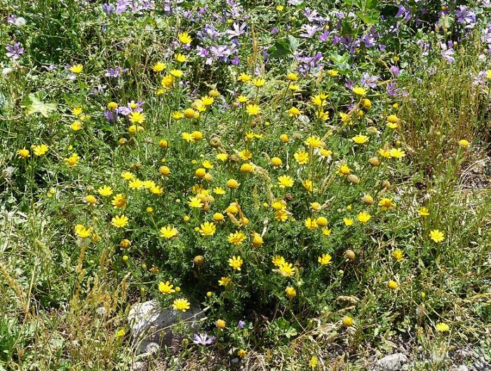 Anthemis tinctoria