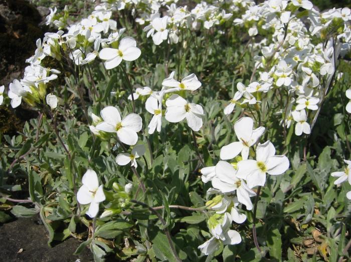 Plant photo of: Arabis caucasica