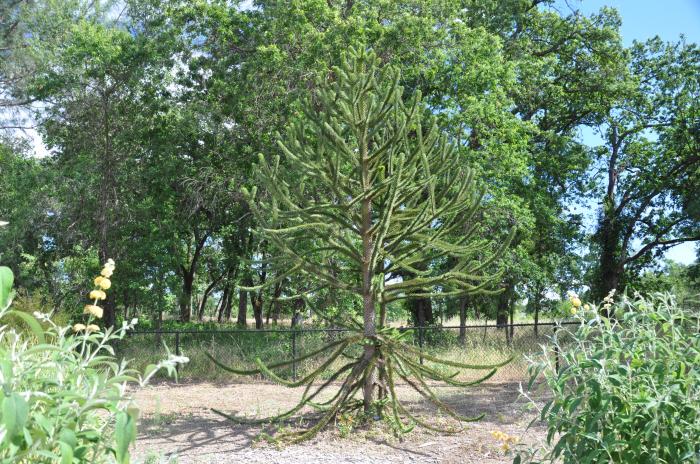 Araucaria araucana