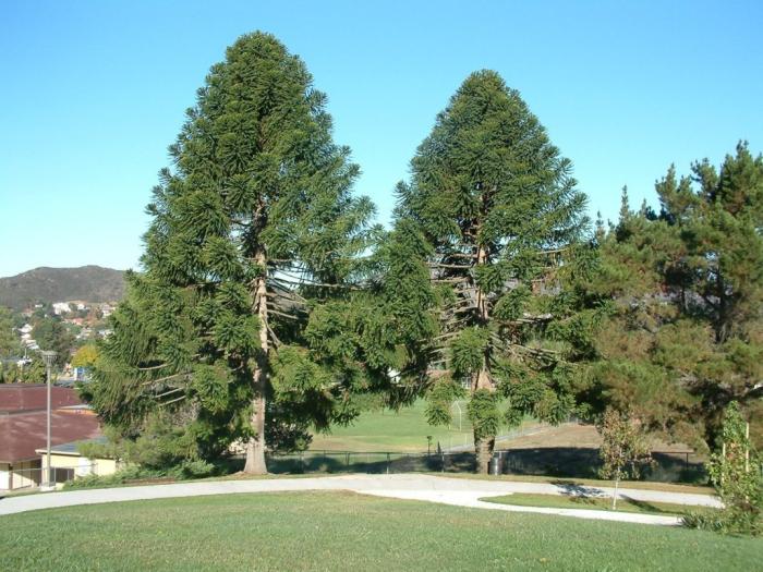 Araucaria bidwillii