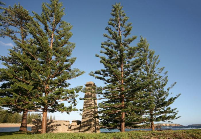 Plant photo of: Araucaria heterophylla