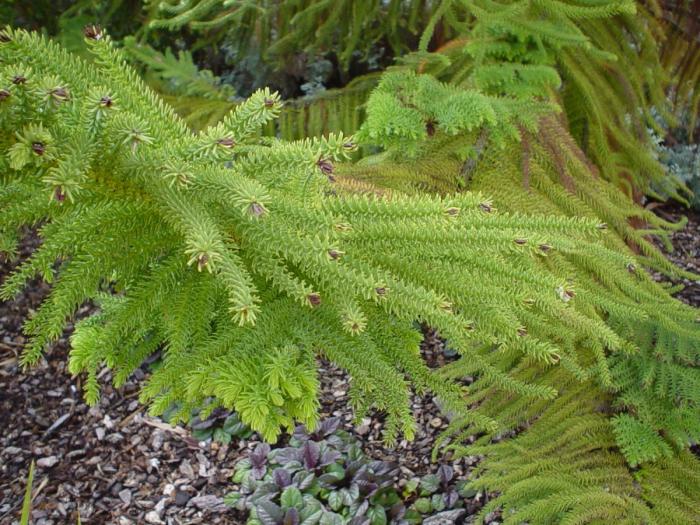 Plant photo of: Araucaria heterophylla