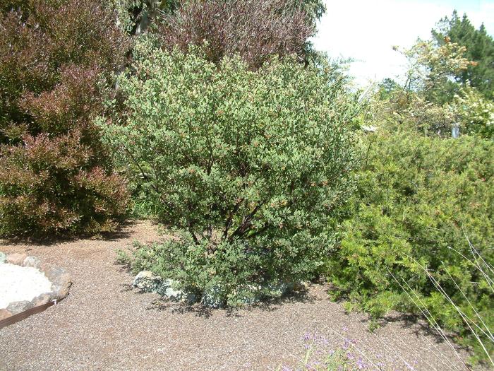 Arctostaphylos bakeri 'Louis Edmunds'