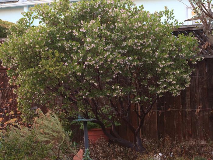 Arctostaphylos den. 'Sentinel'