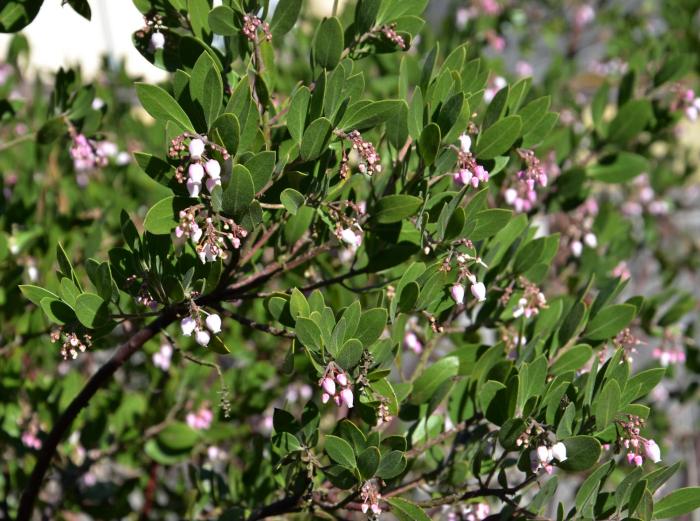 Plant photo of: Arctostaphylos den. 'Sentinel'