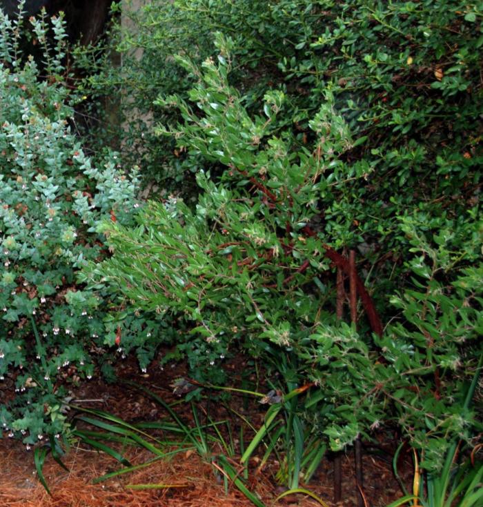 Plant photo of: Arctostaphylos den. 'Sentinel'