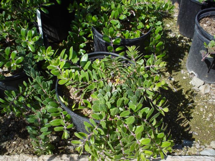 Plant photo of: Arctostaphylos edmundsii 'Carmel Sur'