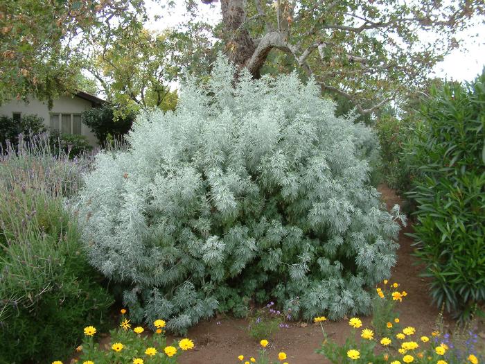 Artemisia arborescens