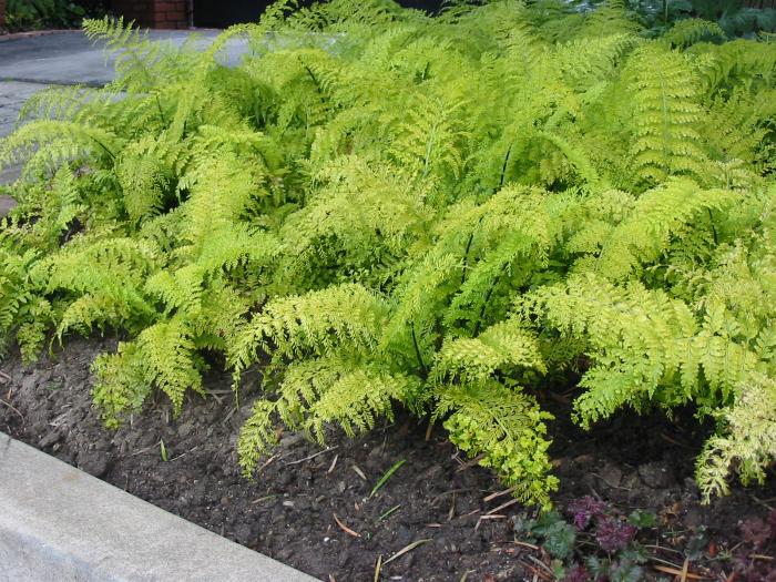 Asplenium bulbiferum