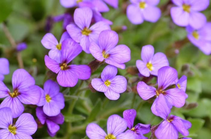 Aubrieta deltoidea