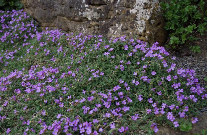 Plant photo of: Aubrieta deltoidea