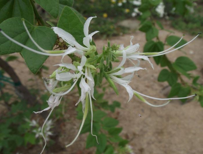 Bauhinia mexicana