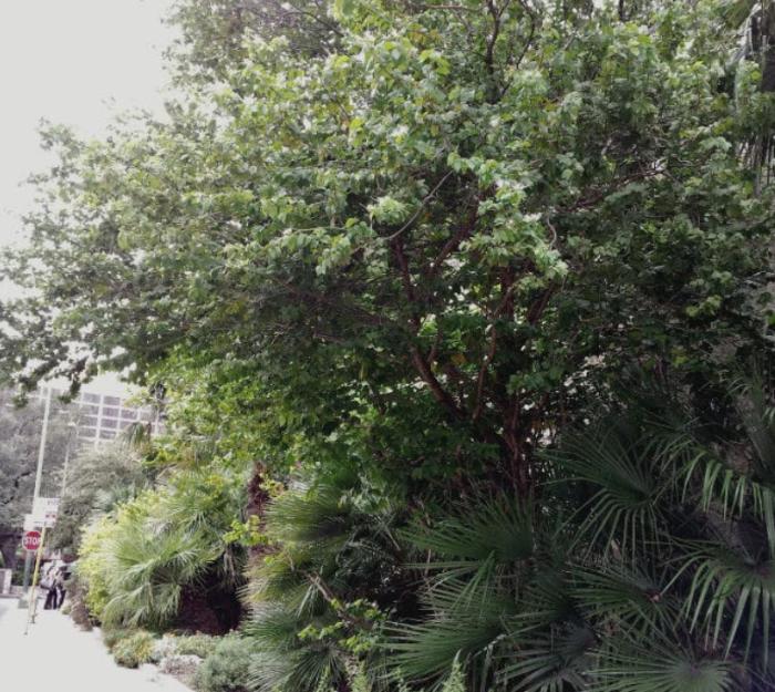 Plant photo of: Bauhinia mexicana