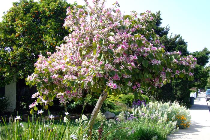 Bauhinia variegata