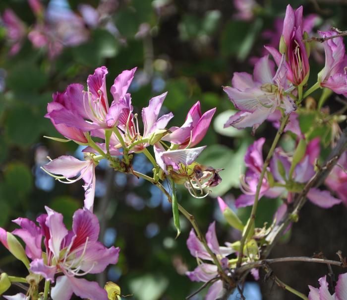 Plant photo of: Bauhinia variegata