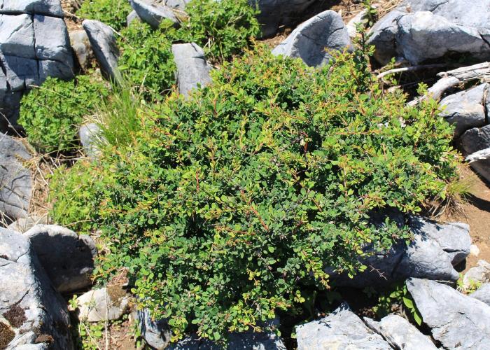 Berberis thunbergii