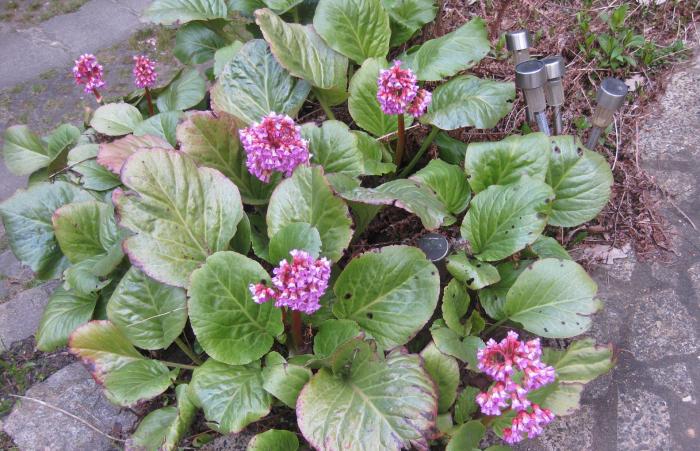 Bergenia cordifolia