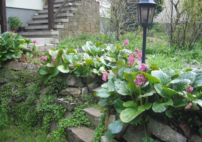 Plant photo of: Bergenia cordifolia