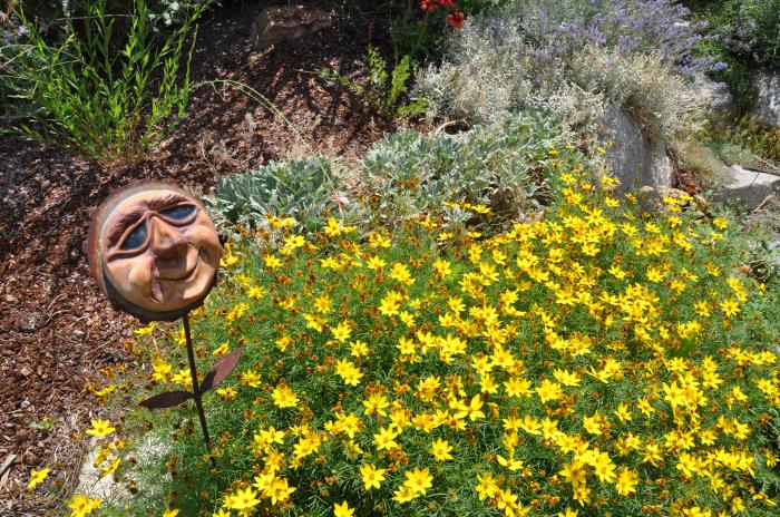 Bidens ferulifolia 'Goldmarie'