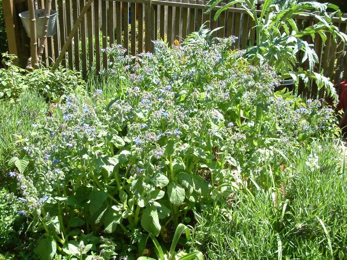 Borago officinalis