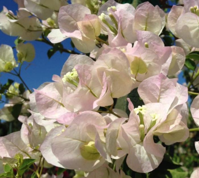 Bougainvillea 'Jamaica White'