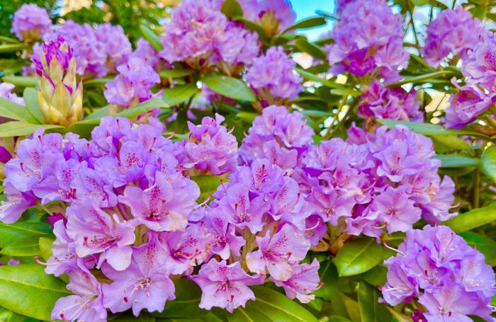 Plant photo of: Bougainvillea 'Lavender Queen'