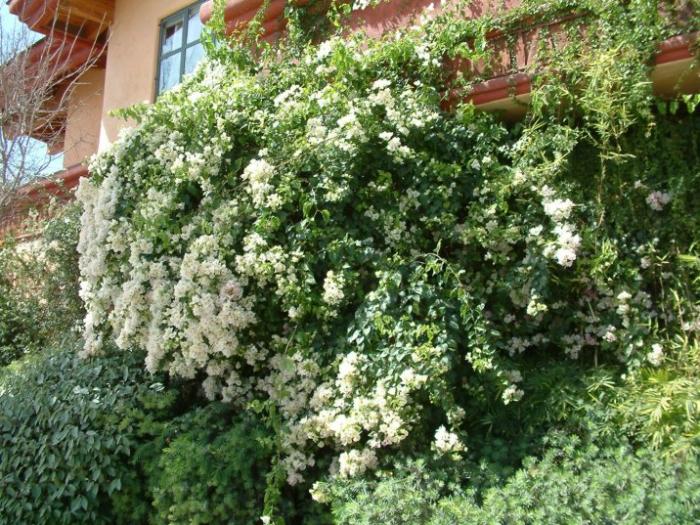 Bougainvillea 'White Madonna'