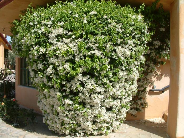 Plant photo of: Bougainvillea 'White Madonna'