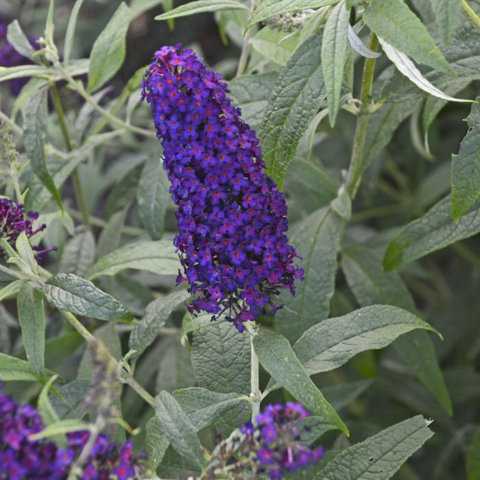 Buddleia 'Dark Dynasty'