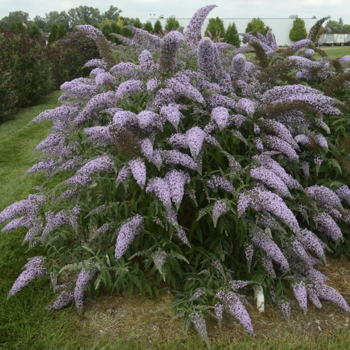 Buddleia 'Grand Cascade'