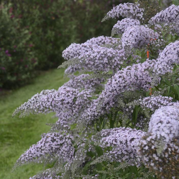 Plant photo of: Buddleia 'Grand Cascade'