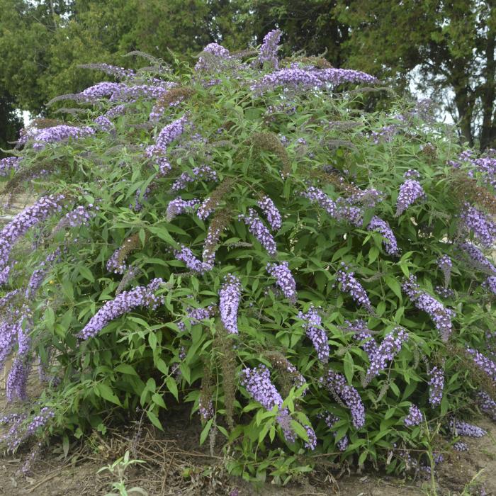 Plant photo of: Buddleia 'Lavender Cascade'