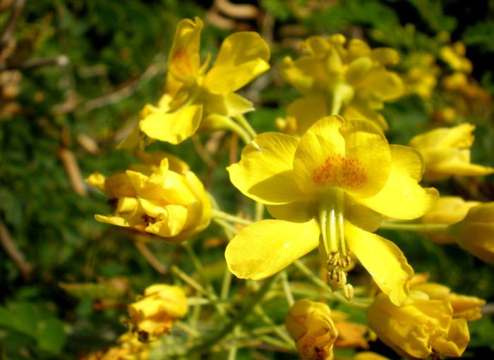 Caesalpinia mexicana