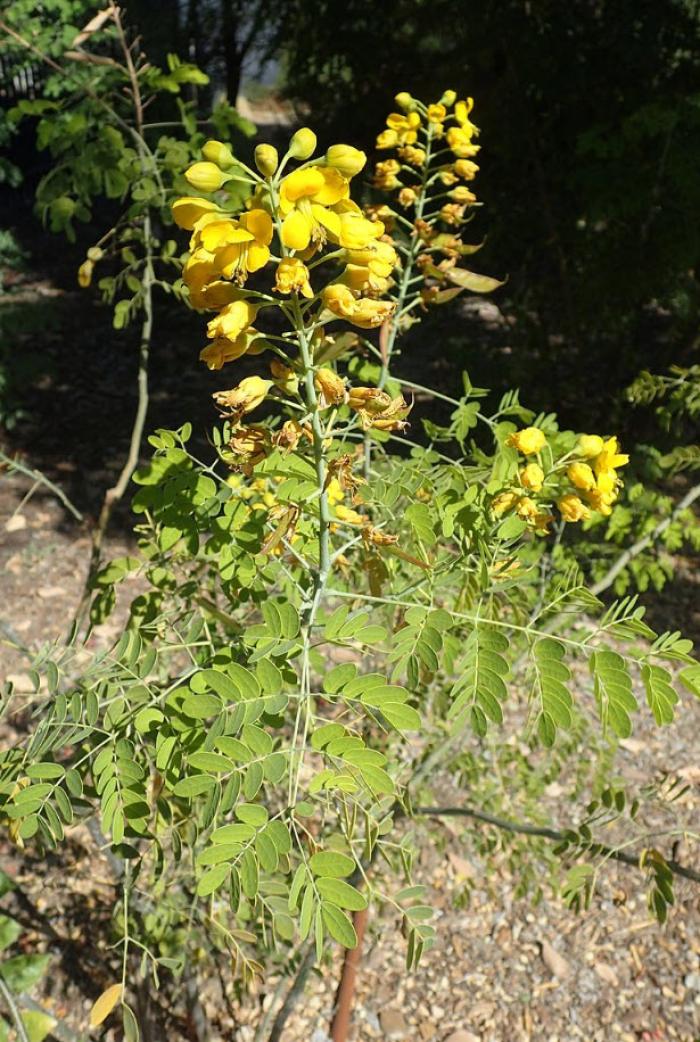 Plant photo of: Caesalpinia mexicana