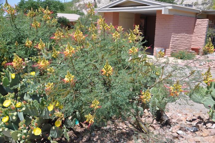 Plant photo of: Caesalpinia mexicana