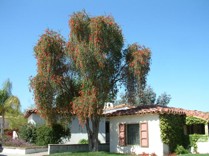 Callistemon viminalis