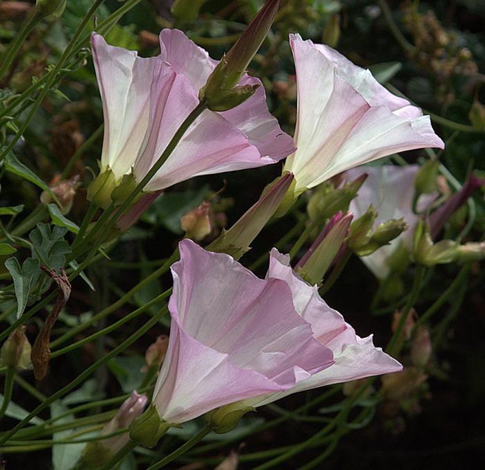 Calystegia 'Anacapa Pink'