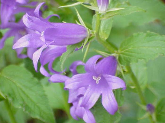 Campanula latifolia