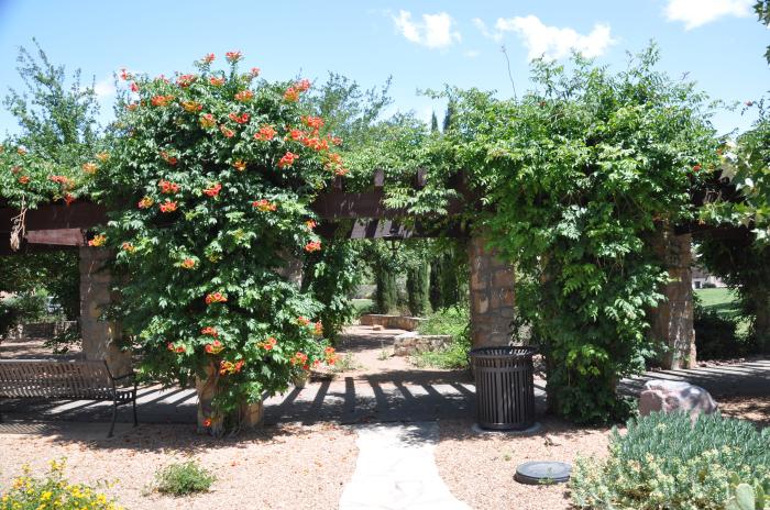 Campsis radicans